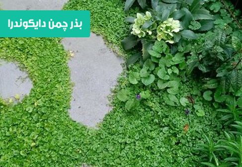 خرید بذر بذر چمن دایکونترا , نحوه کاشت بذر چمن دایکونترا , زمان کاشت بذر چمن دایکونترا , آبیاری چمن دایکونترا , نیاز آبی چمن دایکونترا , خاک مناسب کاشت بذر چمن دایکونترا