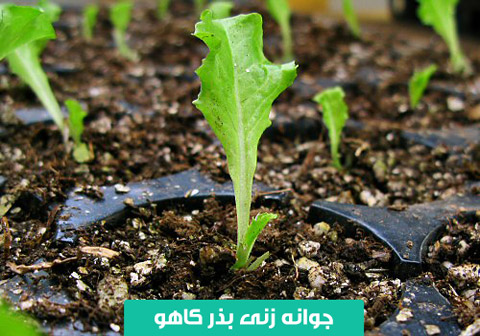خرید بذر کاهو , بهترین بذر کاهو , بذر کاهو ایرانی , نحوه کاشت کاهو , نیاز آبی کاهو , نیاز نوری کاهو