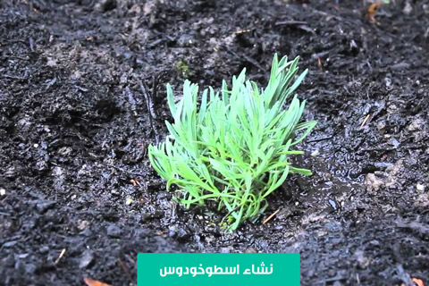 خرید بذر اسطوخودوس , کاشت بذر اسطوخودوس در گلدان , خرید اینترنتی بذر اسطوخودوس , نحوه کاشت بذر اسطوخودوس , نگهداري اسطوخودوس در منزل , قیمت بذر اسطوخودوس