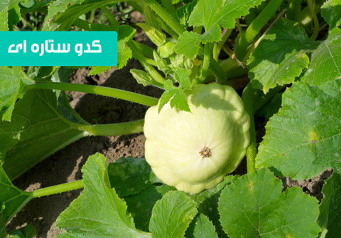 خرید بذر کدو ستاره ای , بذر کدو ستاره ای , قیمت بذر کدو ستاره ای