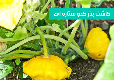 خرید بذر کدو ستاره ای , بذر کدو ستاره ای , قیمت بذر کدو ستاره ای