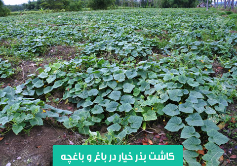 خرید بذر خیار