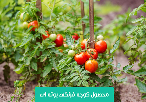 خرید بذر گوجه فرنگی