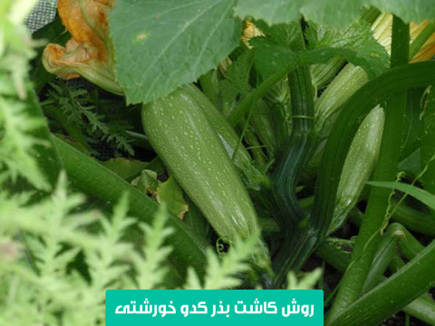 خرید بذر کدو خورشتی