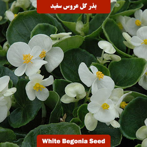بذر گل عروس سفید