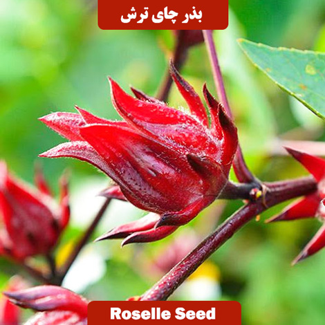 بذر چای ترش