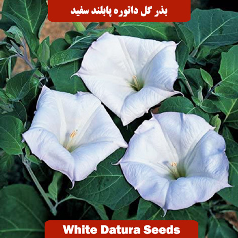 بذر گل داتوره پابلند سفید 