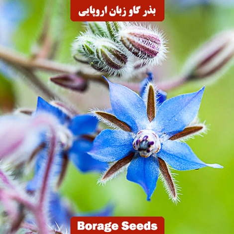 بذر گل گاو زبان اروپایی