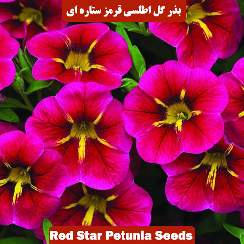 بذر گل اطلسی قرمز ستاره ای