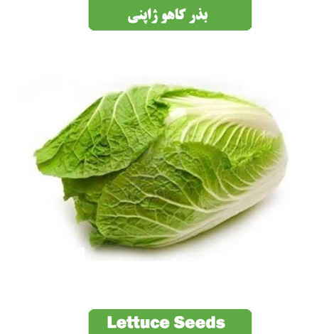 بذر کاهو ژاپنی