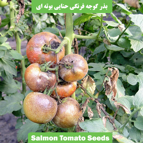 بذر گوجه فرنگی حنایی بوته ای