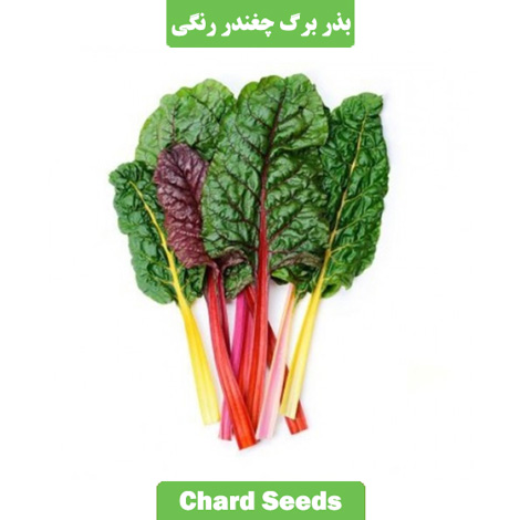 بذر برگ چغندر رنگی