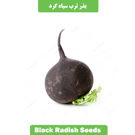 بذر ترب سیاه گرد