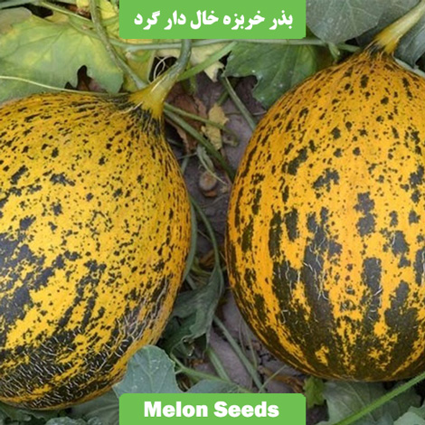 بذر خربزه خال دار گرد