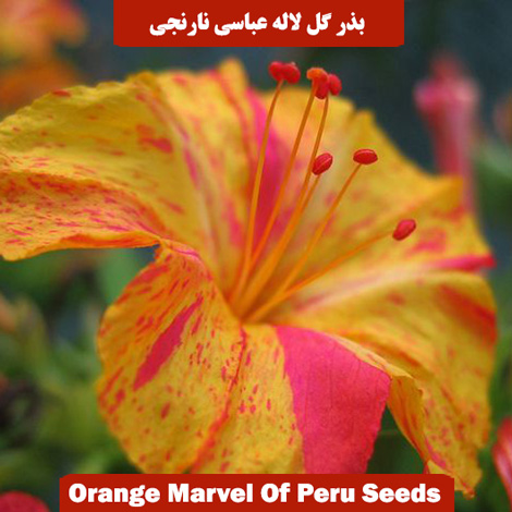 بذر گل لاله عباسی نارنجی