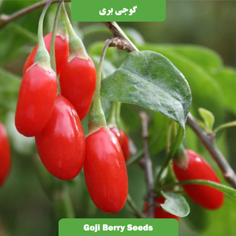 بذر گوجی بری قرمز