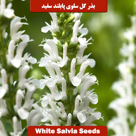 بذر گل سلوی پابلند سفید