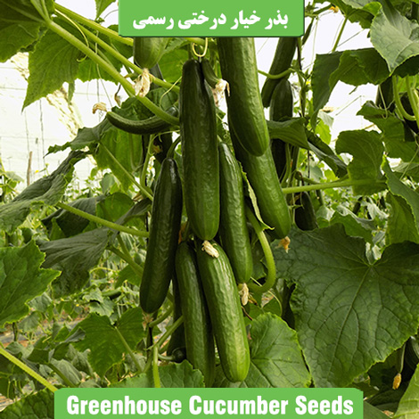 بذر خیار درختی رسمی