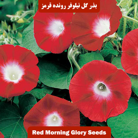بذر گل نیلوفر رونده قرمز
