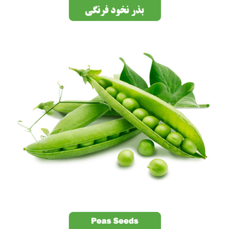 بذر نخودفرنگی