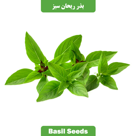 بذر ریحان سبز درجه 1 Basil Seed