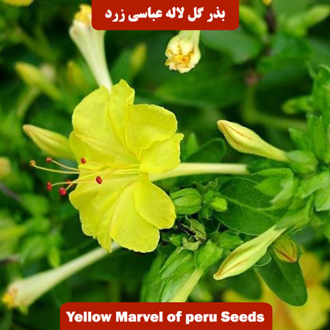 بذر گل لاله عباسی پامتوسط زرد