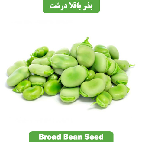 بذر باقلا درشت Broad Bean Seed
