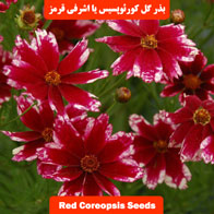 بذر گل کورئوپسیس یا اشرفی پامتوسط قرمز