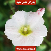 بذر گل ختمی سفید