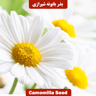 بذر گل بابونه شیرازی
