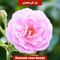 بذر گل محمدی