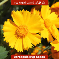 بذر گل کورئوپسیس پامتوسط زرد