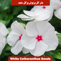 بذر گل پریوش پرگل سفید