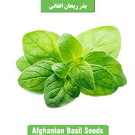 بذر ریحان افغانی