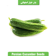 بذر خیار اصفهانی 