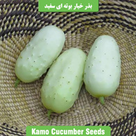 بذر خیار بوته ای سفید