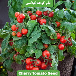 بذر گوجه چری یا گوجه گیلاسی